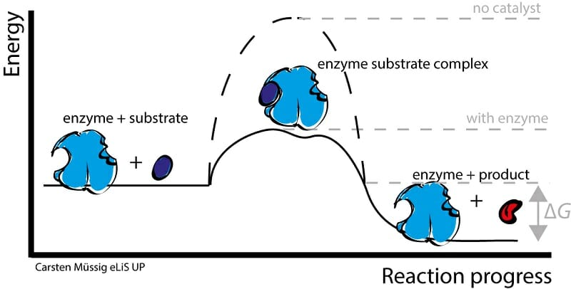 Enzyme Substrate Complex Definition Examples Biology Dictionary