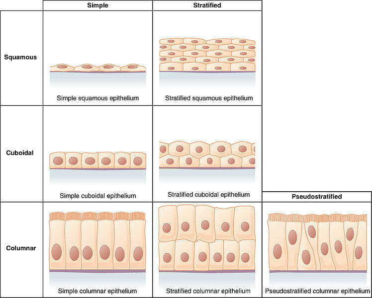 epithelial-tissue-epithelium-definition-types-and-function