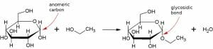 Ethyl glucoside