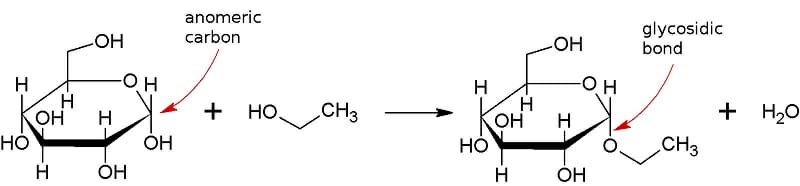 Dehydration Synthesis Definition And Examples Biology Dictionary