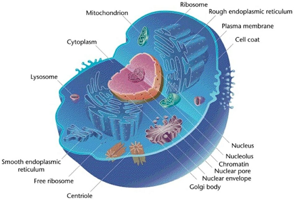 Eukaryotic Cell Definition, Characteristics, Structure and Examples