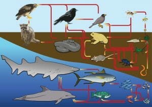 Food web diagram