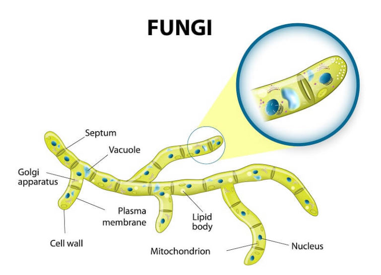 Eukaryotic Cell - The Definitive Guide | Biology Dictionary