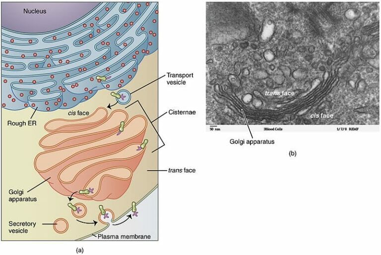 Vesicle - Definition, Types and Function | Biology Dictionary