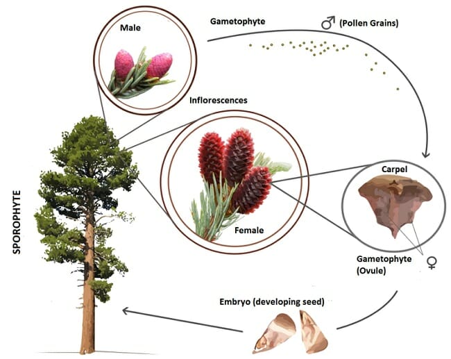 simple gymnosperm life cycle