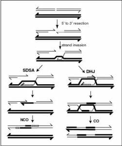 Homologous Recombination