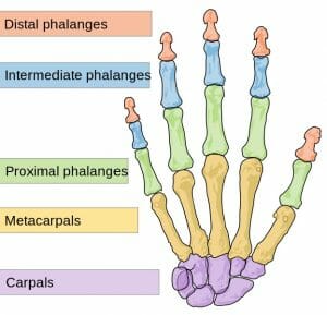 Human hand bones