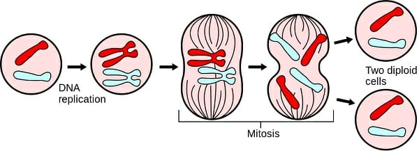 Mitosis - Definition, Stages, Function and Purpose | Biology Dictionary
