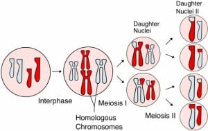 Meiosis Overview