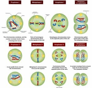 Meiosis Stages