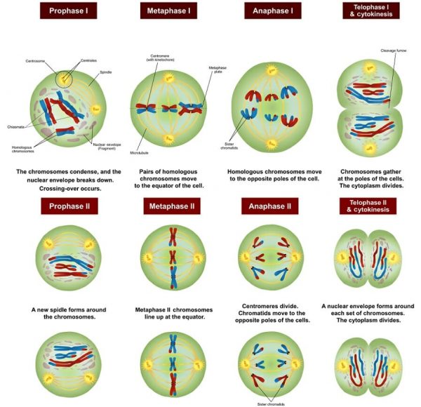 Meiosis - Definition, Stages, Function and Purpose | Biology Dictionary