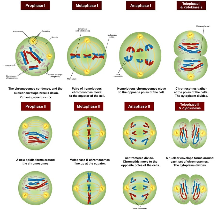 Meiosis Phases And Descriptions