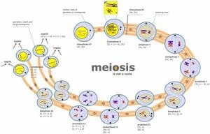 Meiosis diagram