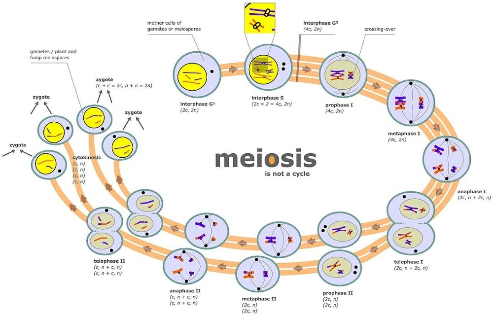 Cell Division - Definition, Stages and Types | Biology ...