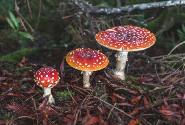 Decomposer - Definition, Function and Examples | Biology Dictionary