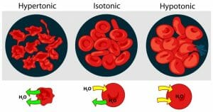 Osmotic pressure on blood cells