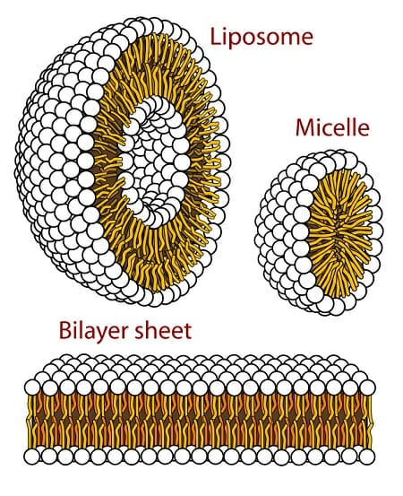 lysosome structure