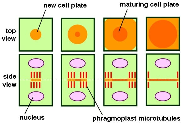 telophase in plant cells