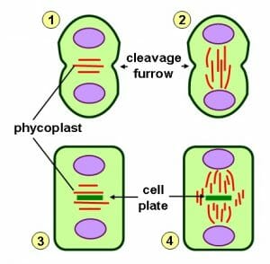 Phycoplast