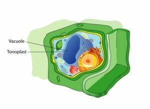 Plant cell structure vacuole