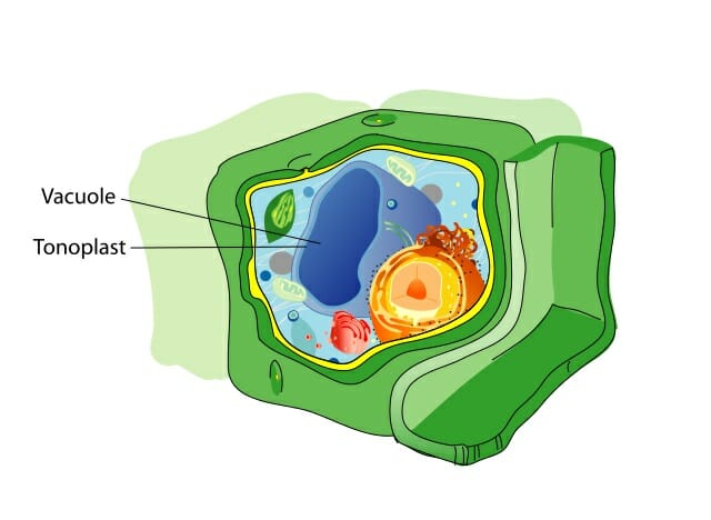 labelled diagram of vacuoles