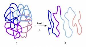 Process of Denaturation