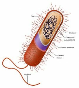 Prokaryote cell