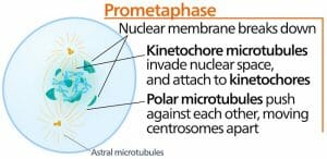 Prometaphase