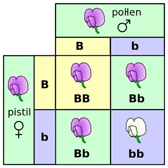 dominant and recessive traits