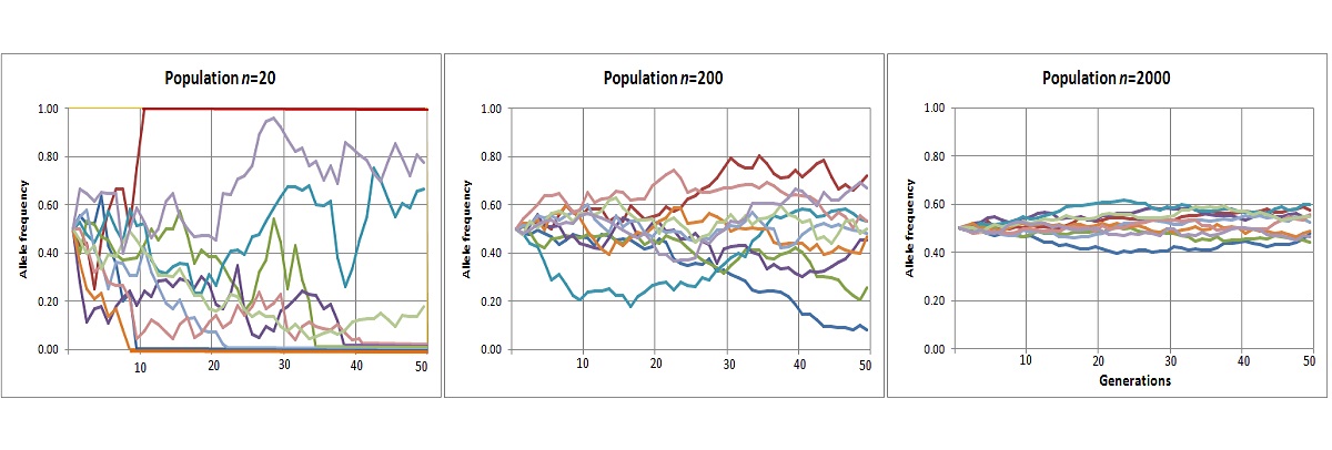 genetic drift pictures