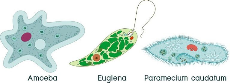 Eukaryotic Cell - The Definitive Guide | Biology Dictionary