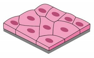 Simple squamous epithelium