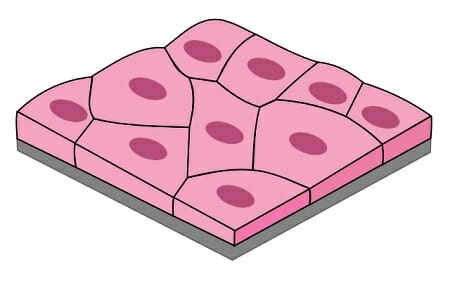 Simple Squamous Epithelial Tissue Diagram