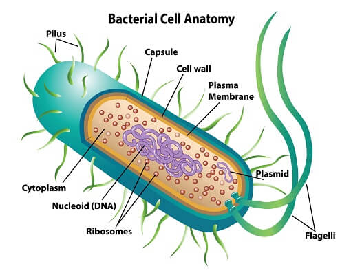 prokaryotic plant cell