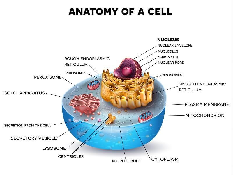 eukaryotic cell model