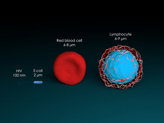 real prokaryotic cells