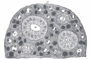 Transverse section of pyramidal substance of kidney of pig