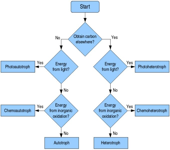 Forms Of Energy Flow Chart