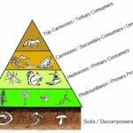 Biotic Factors of the Tropical Rainforest | Biology Dictionary