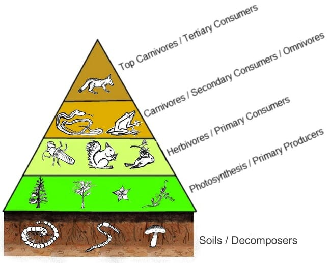 secondary consumer animals