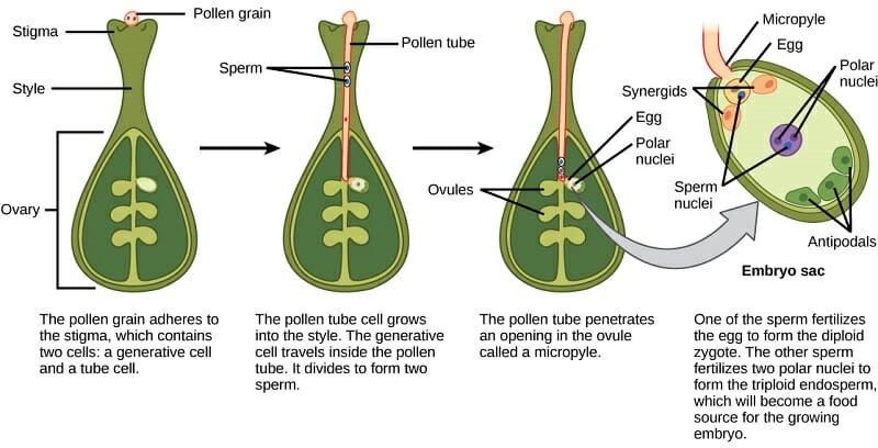 gametes in plants