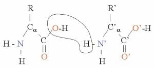 Amino acids