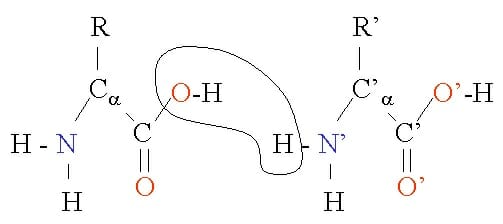 dehydration synthesis