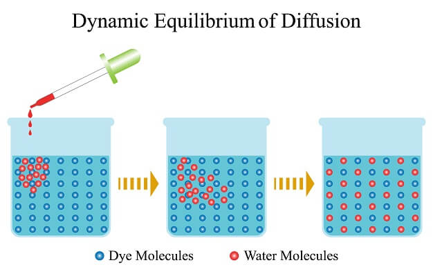 Concentration Gradient  