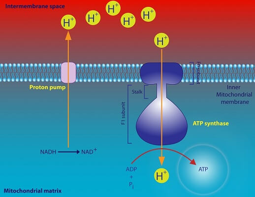 describe how the proton gradient drives atp synthesis
