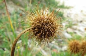 Acaena novae-zelandiae