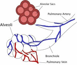 Alveoli diagram