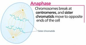 Anaphase