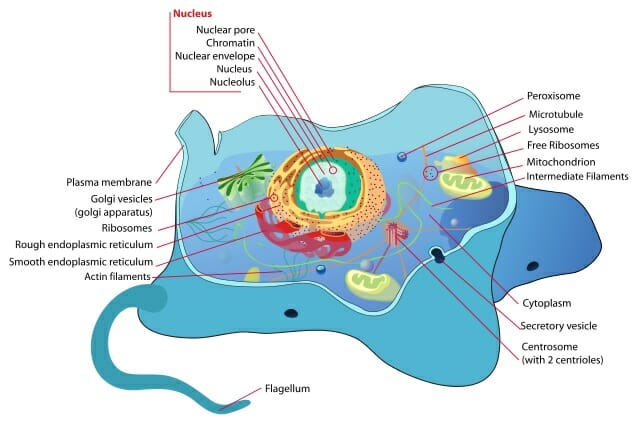 Organelle: Definition, Function, Types and Examples ...