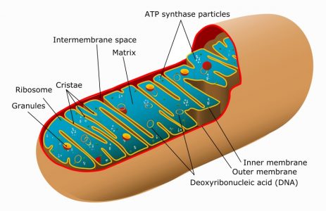 Animal mitochondrion diagram